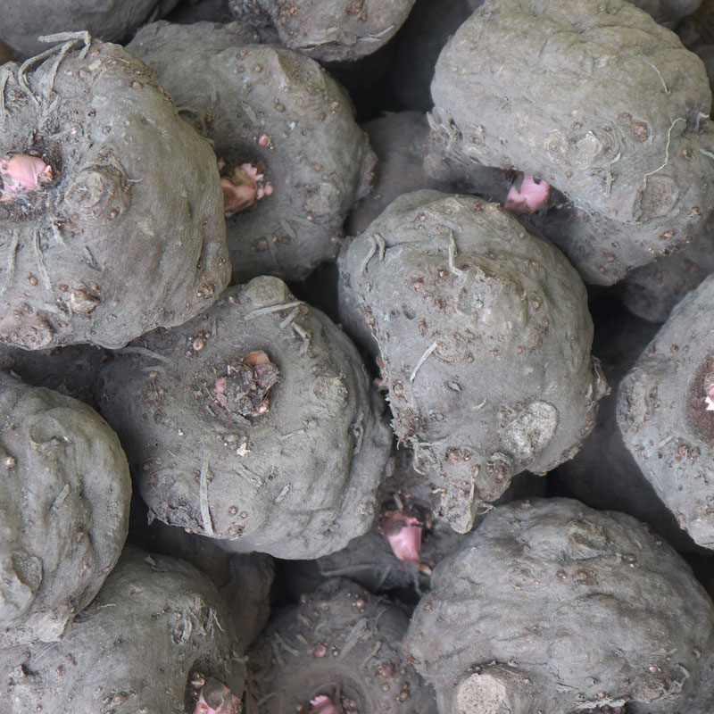 konjac Konjac