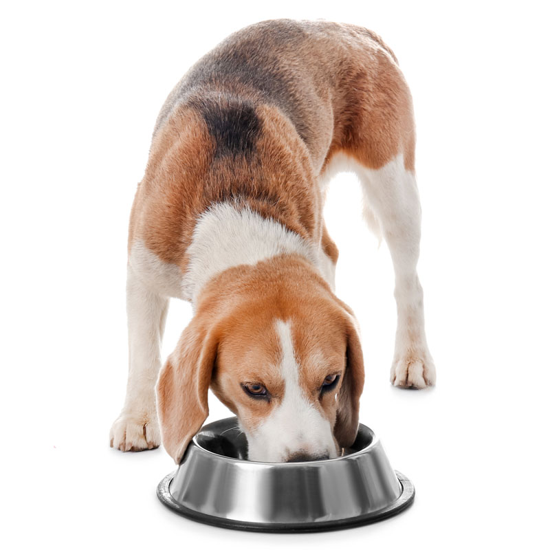 Pet Food