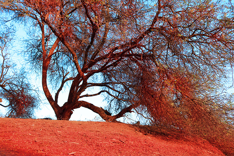acacia-gum-tree Acacia